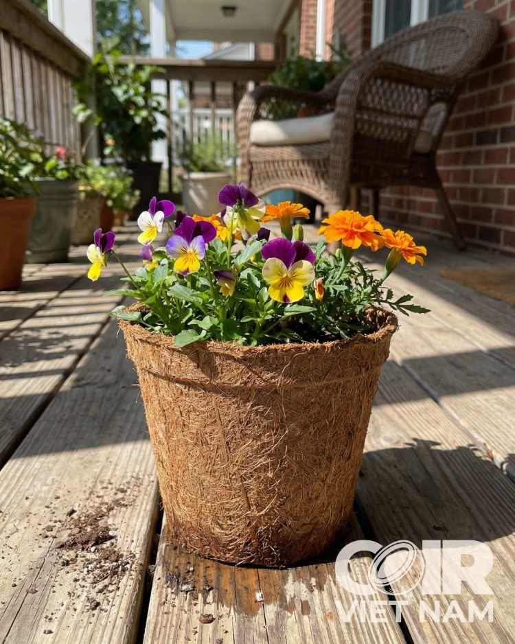100% Natural Coco Coir Pots | Biodegradable Coco Plant Pots -  - Coir VietNam