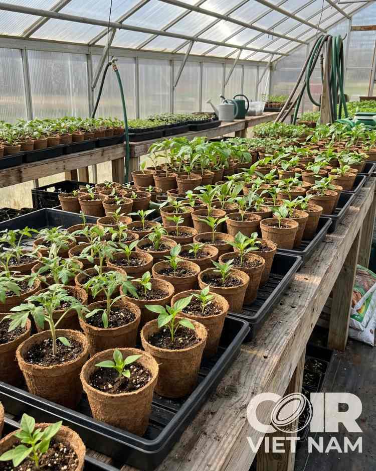 100% Natural Coco Coir Pots | Biodegradable Coco Plant Pots -  - Coir VietNam