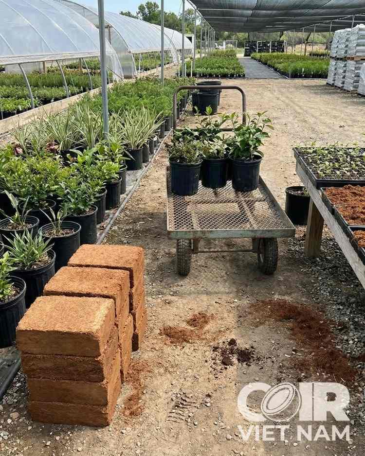 5 lbs Coco Coir Brick - Organic Compressed Peat Block -  - Coir VietNam
