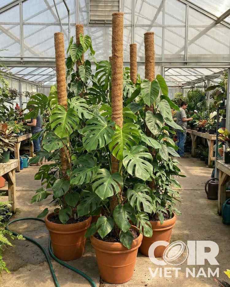 Coco Poles, coconut coir pole Plant Support Sticks for Creepers -  - Coir VietNam
