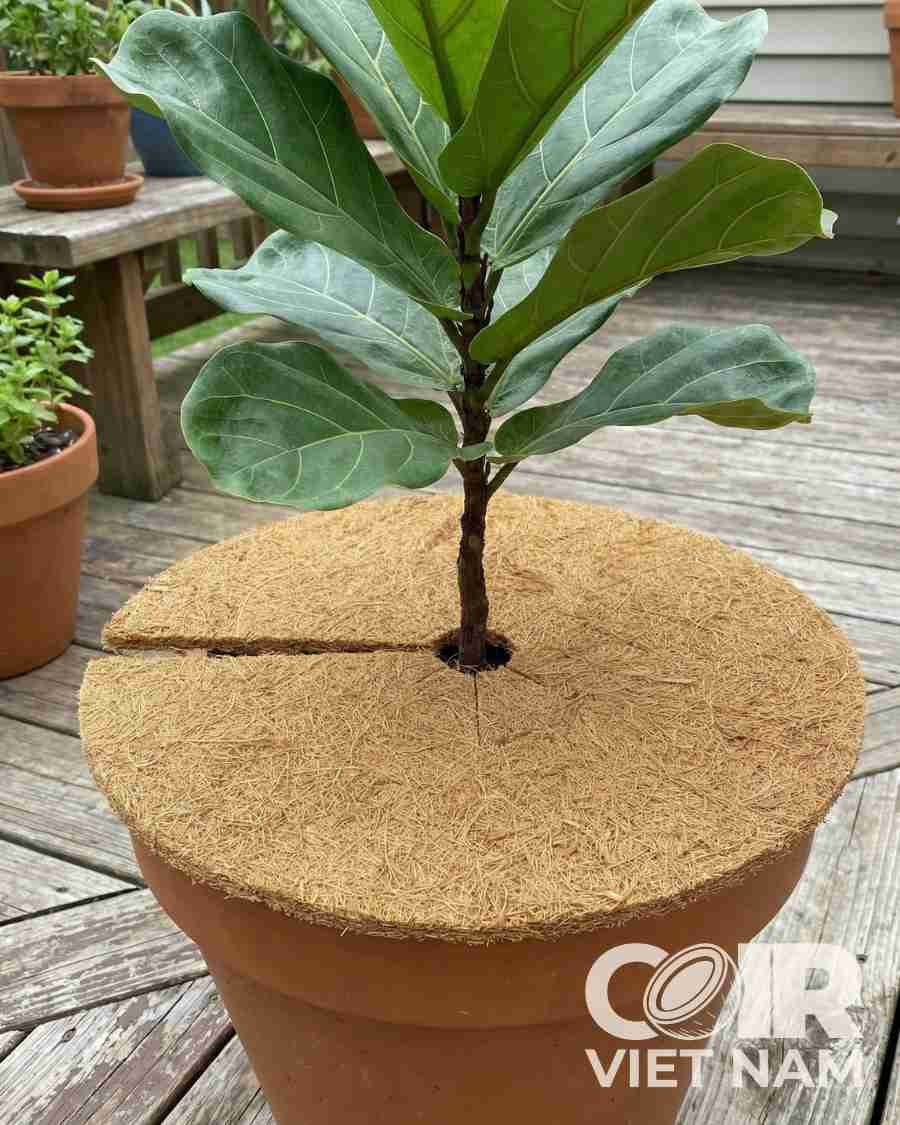 Premium Coconut Fiber Mulch Tree Rings | 100% Natural Coco Coir Weed Control Mat -  - Coir VietNam